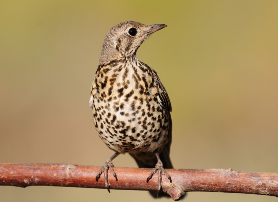 Mistle Thrush