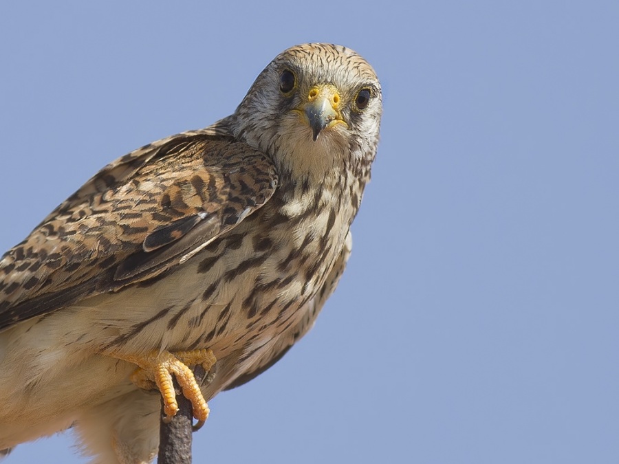 Lesser Kestrel