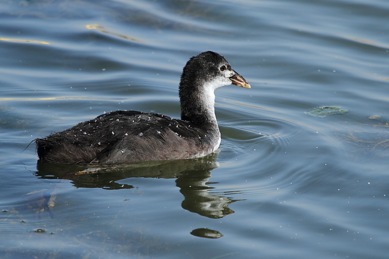 Eurasian Coot