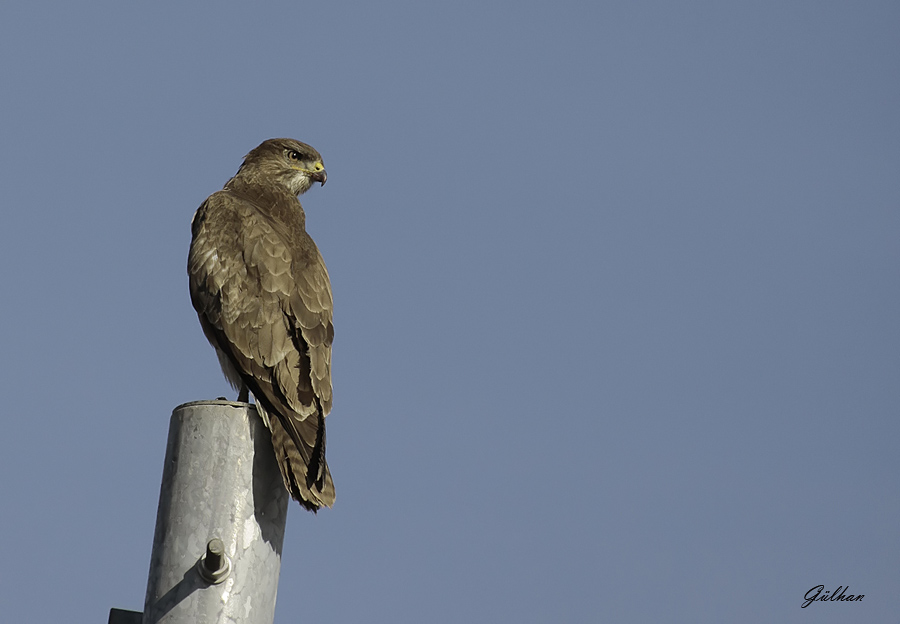 Common Buzzard