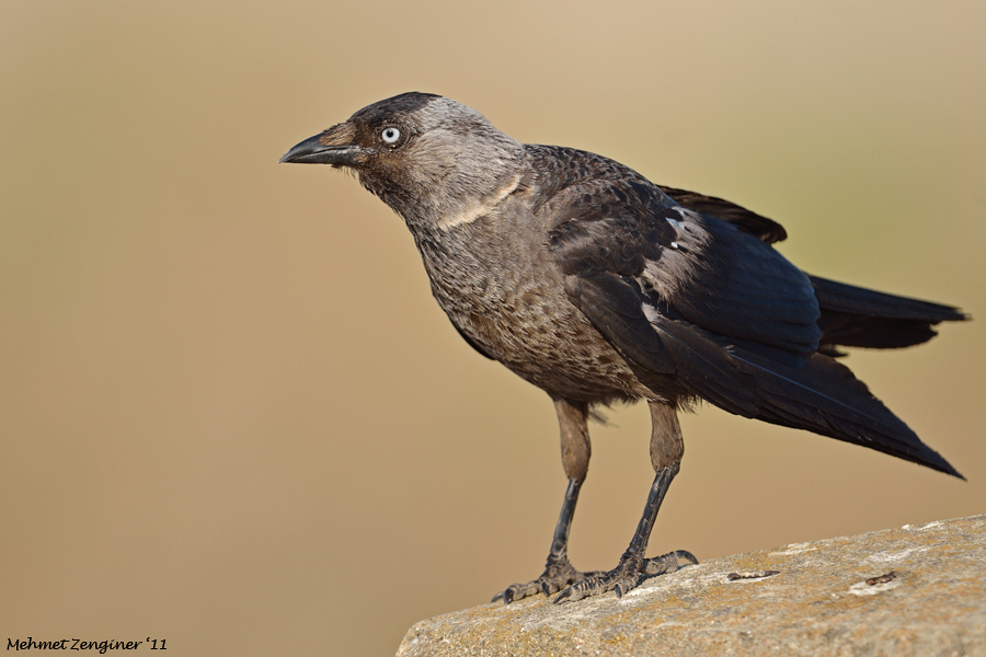 Western Jackdaw