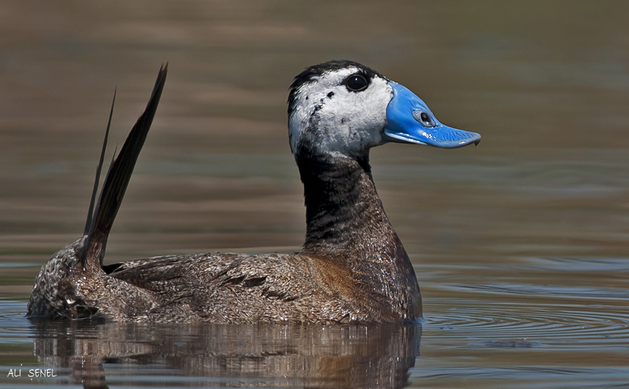 White-headed Duck