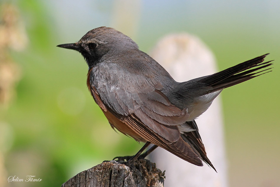 White-throated Robin