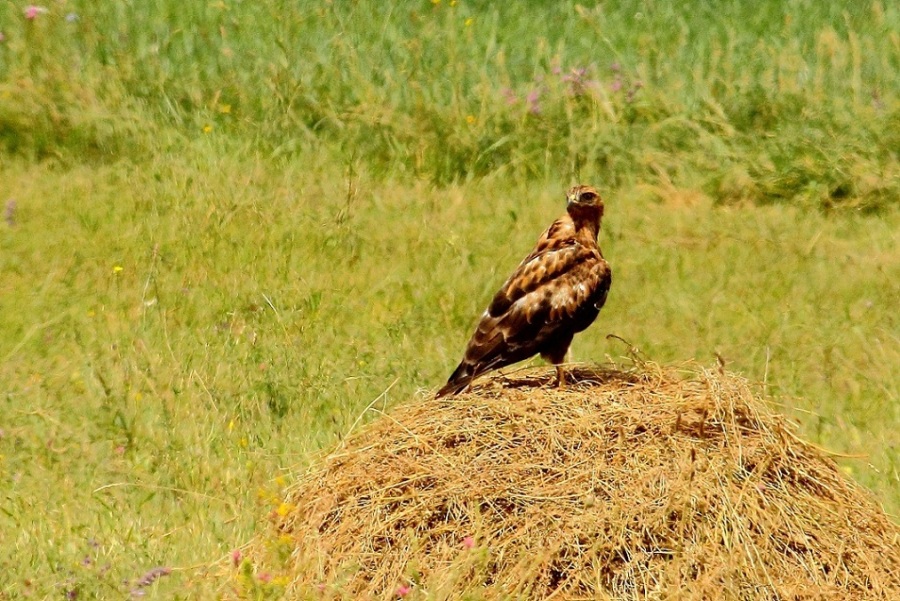 Long-legged Buzzard