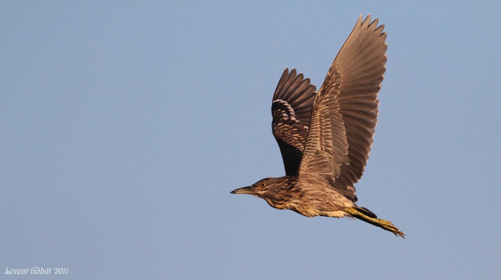 Black-crowned Night Heron