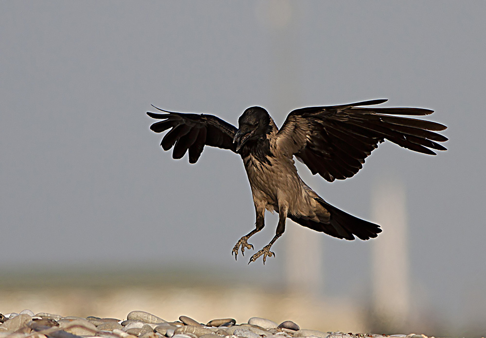 Hooded Crow