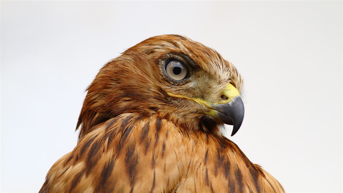 Long-legged Buzzard