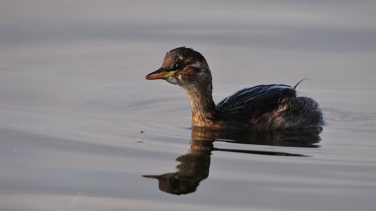 Little Grebe