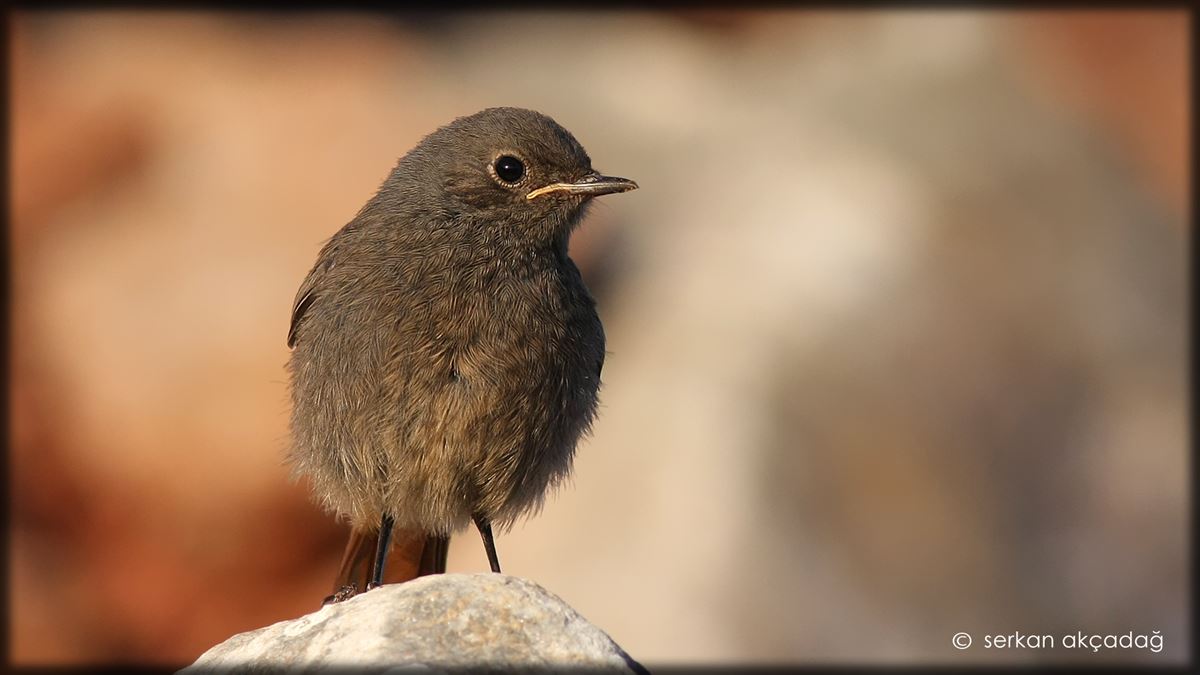 Black Redstart