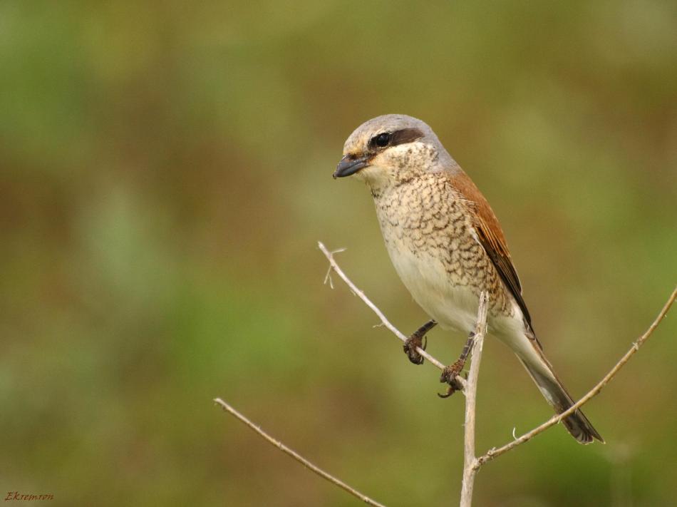 Red-backed Shrike