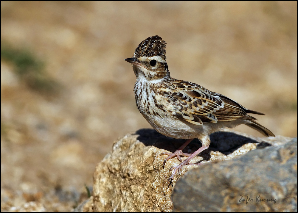 Woodlark