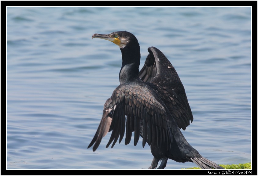 Great Cormorant