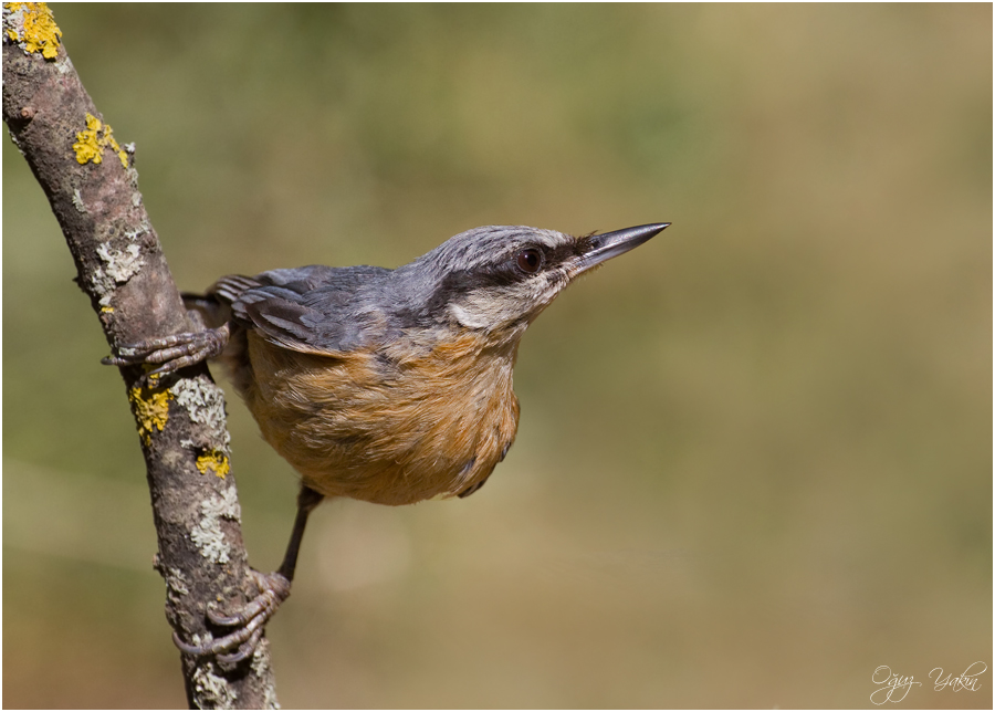 Eurasian Nuthatch