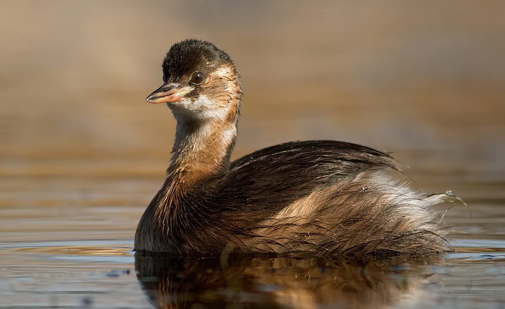Little Grebe