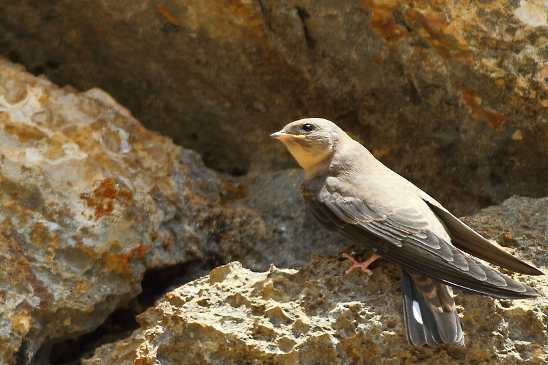 Eurasian Crag Martin