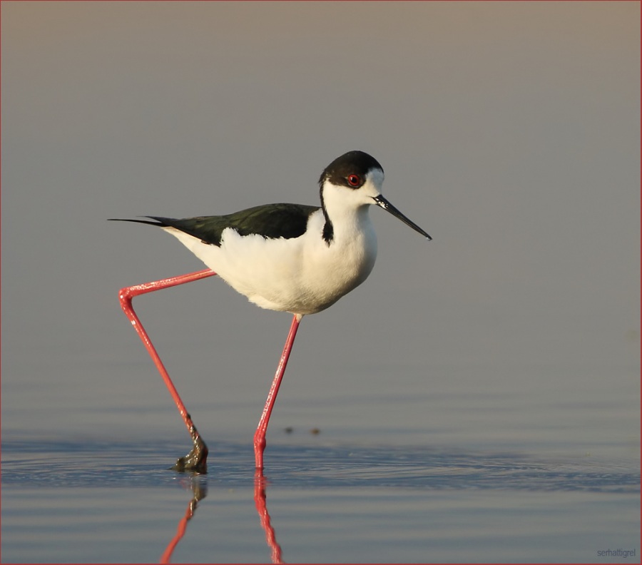 Black-winged Stilt