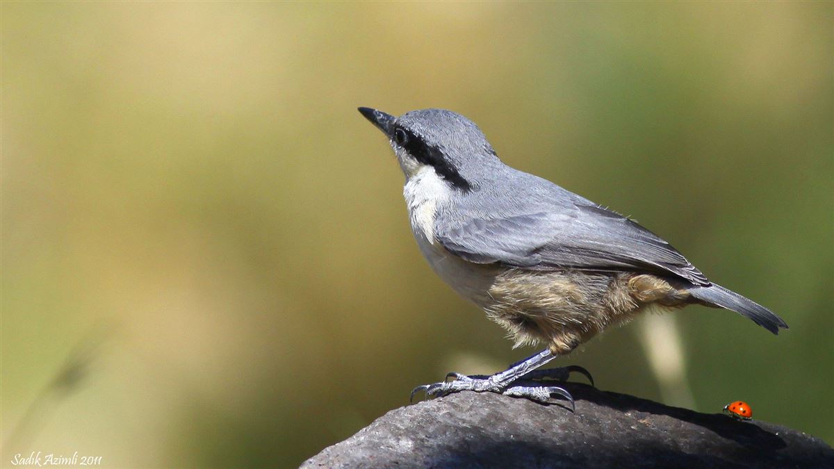 Western Rock Nuthatch