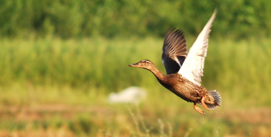 Mallard