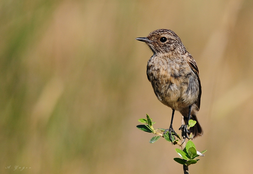 European Stonechat