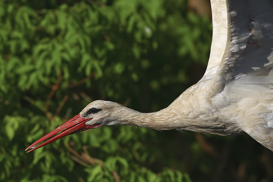 White Stork
