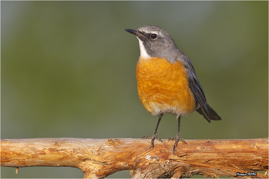 White-throated Robin