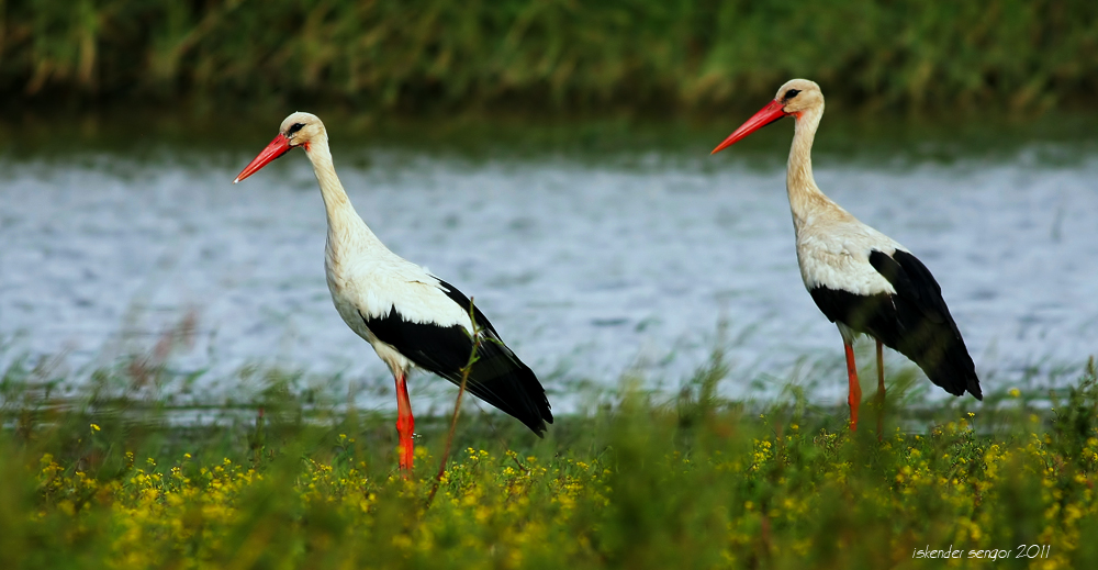 White Stork