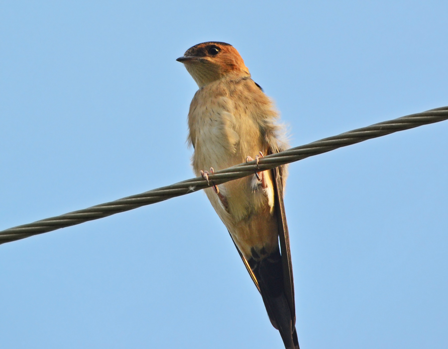 European Red-rumped Swallow
