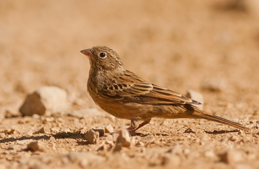 Ortolan Bunting