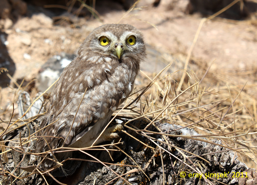 Little Owl