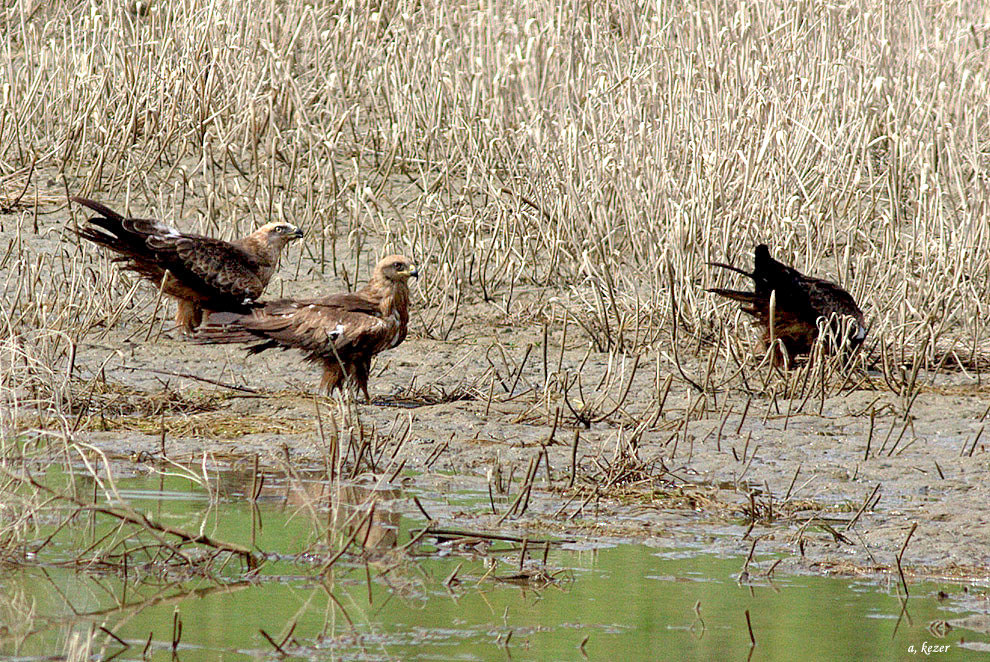 Black Kite