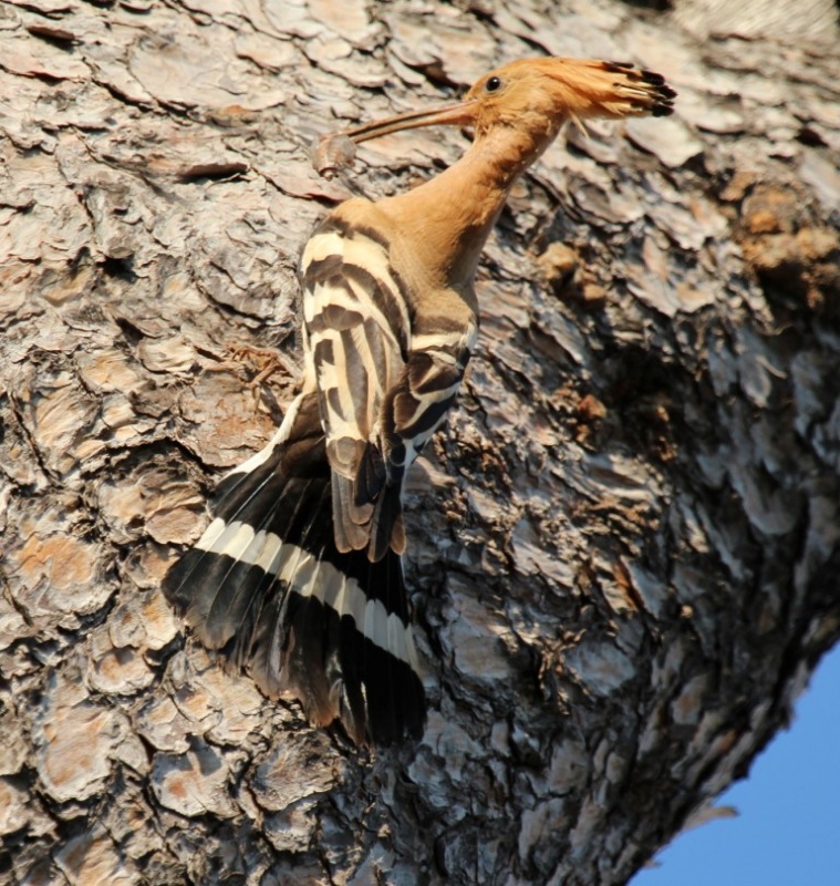 Common Hoopoe