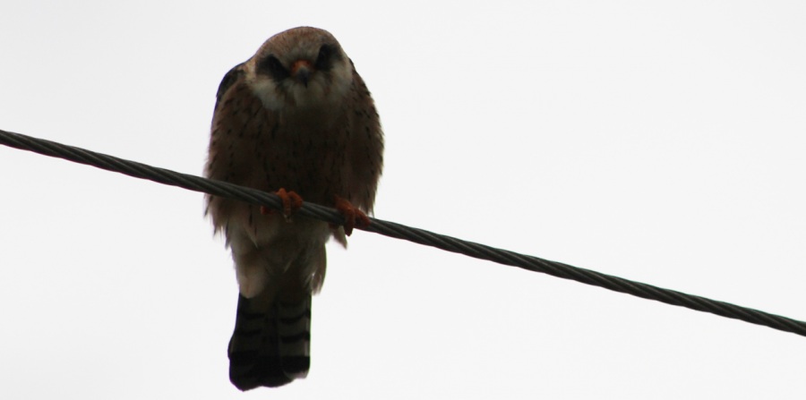 Red-footed Falcon