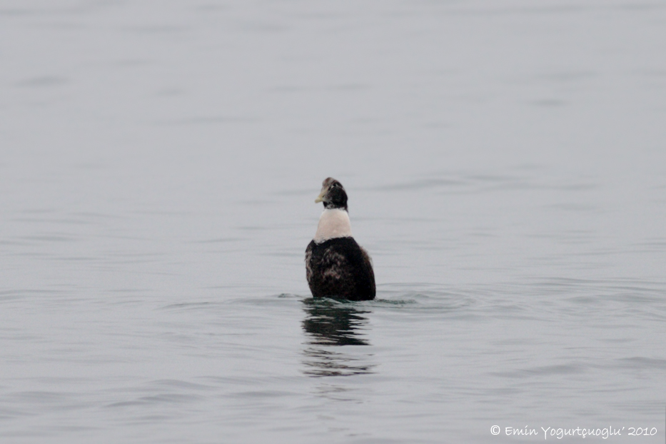 Common Eider