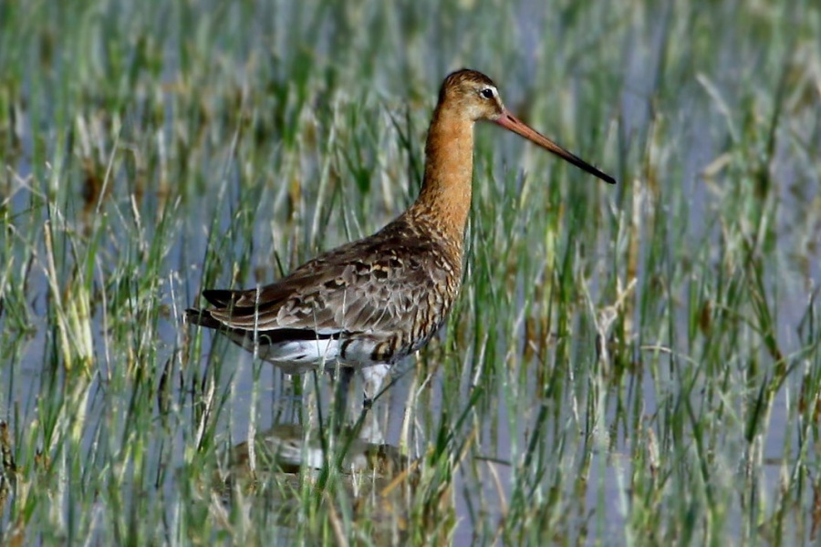 Black-tailed Godwit