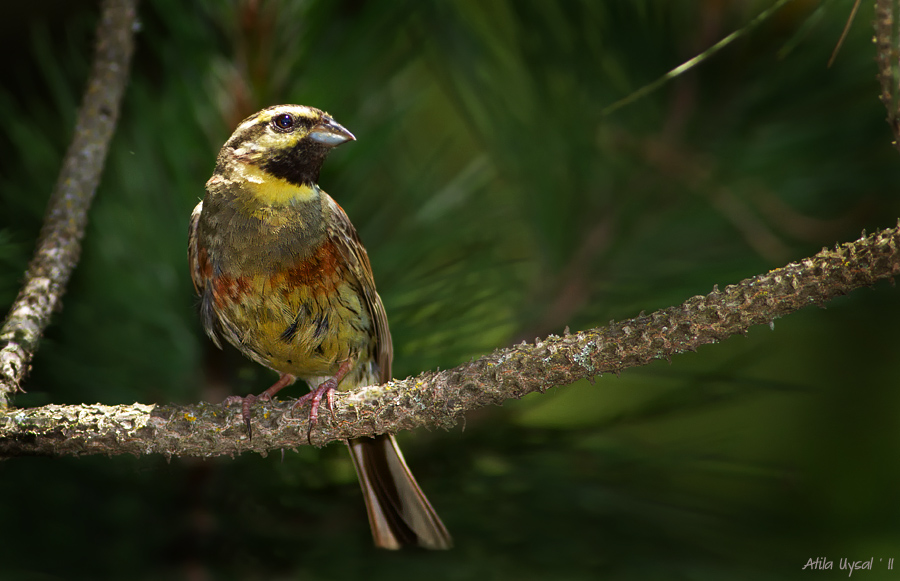 Cirl Bunting