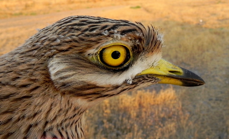 Eurasian Stone-curlew