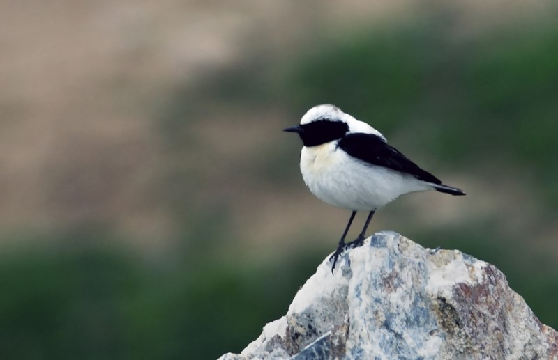 Black-eared Wheatear