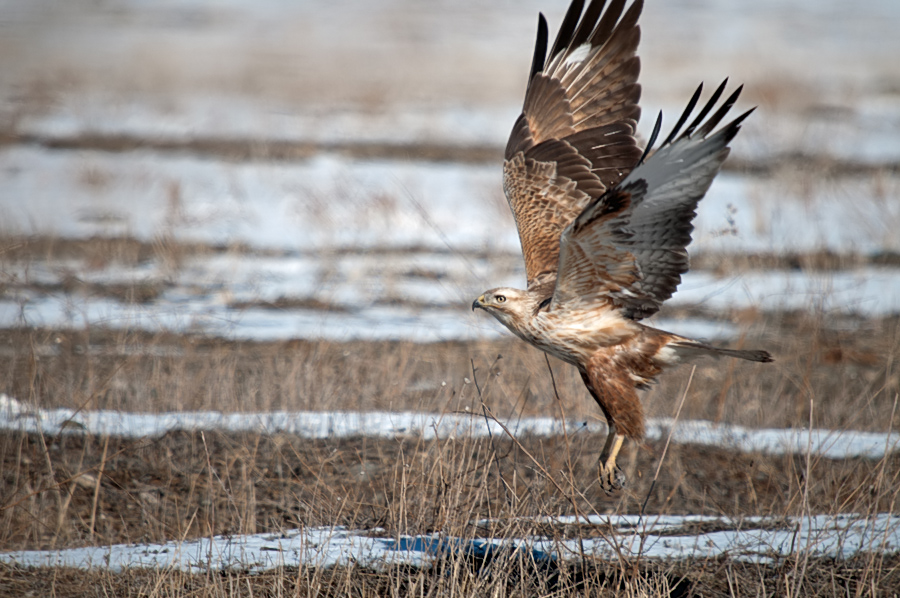 Long-legged Buzzard