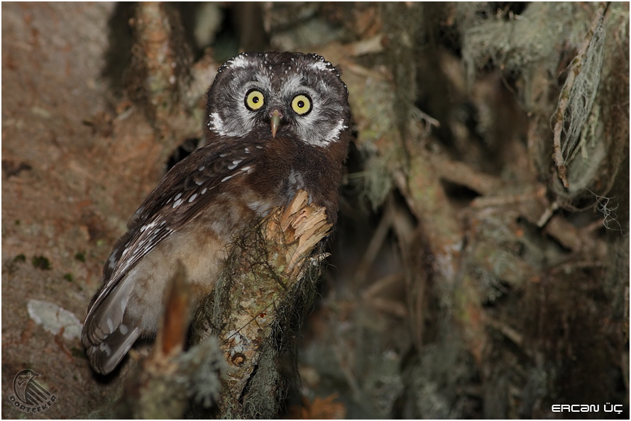 Boreal Owl