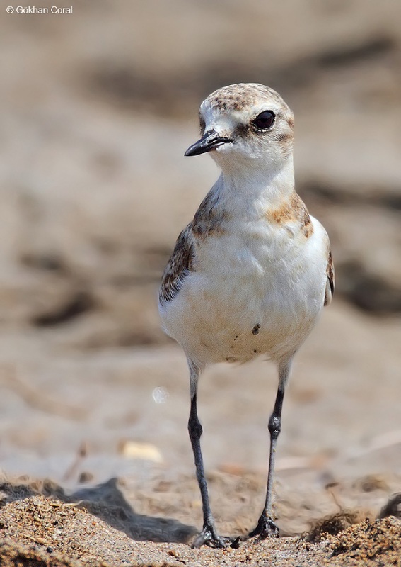 Kentish Plover