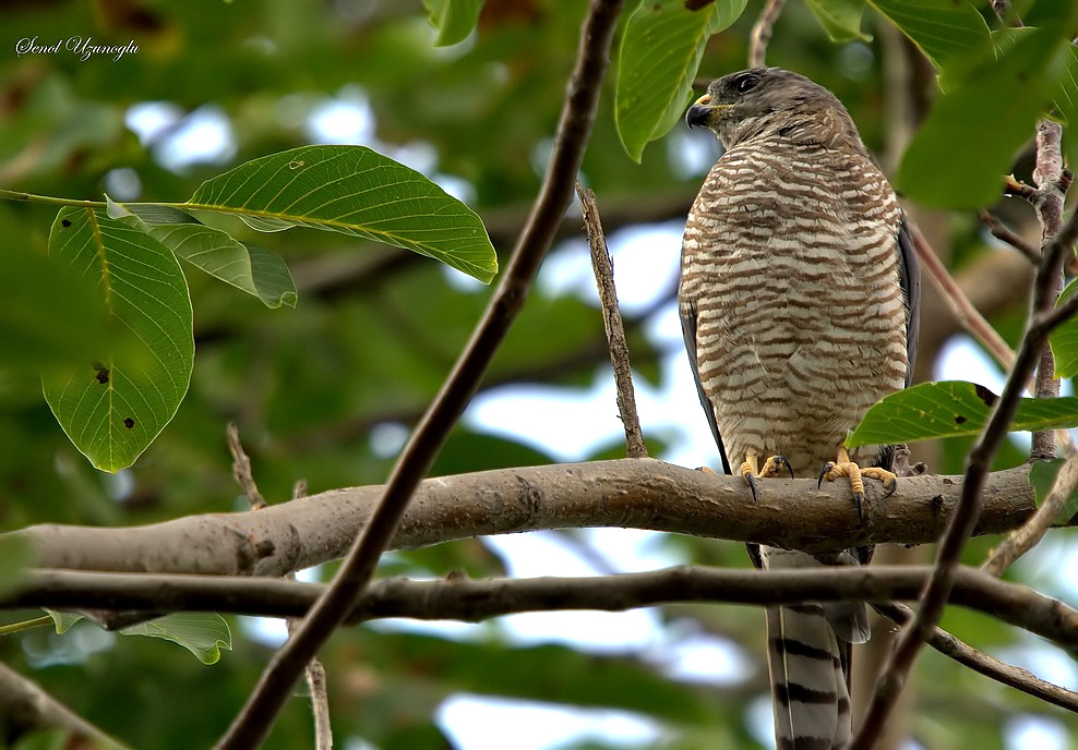 Levant Sparrowhawk