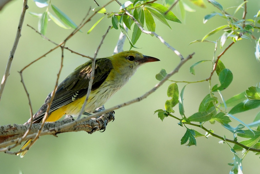 Eurasian Golden Oriole