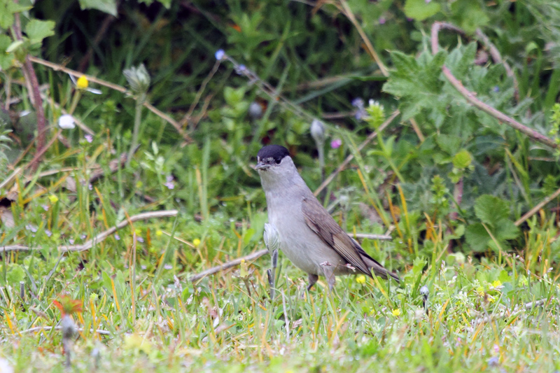 Eurasian Blackcap