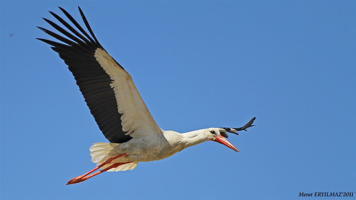 White Stork