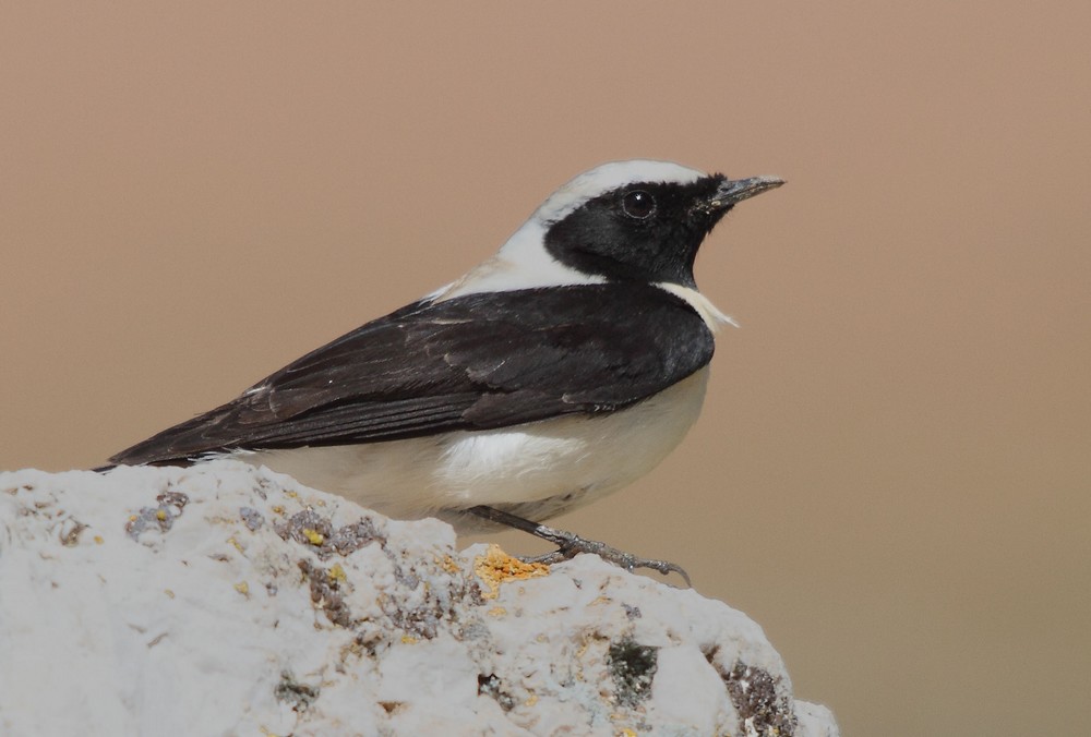 Black-eared Wheatear