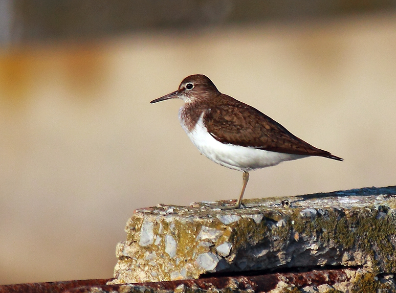 Common Sandpiper