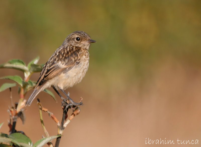 European Stonechat