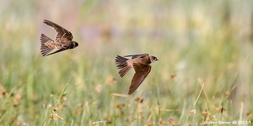 Sand Martin