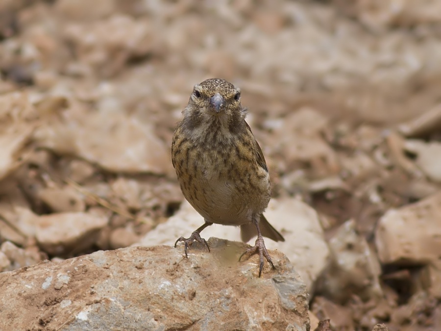 Common Linnet