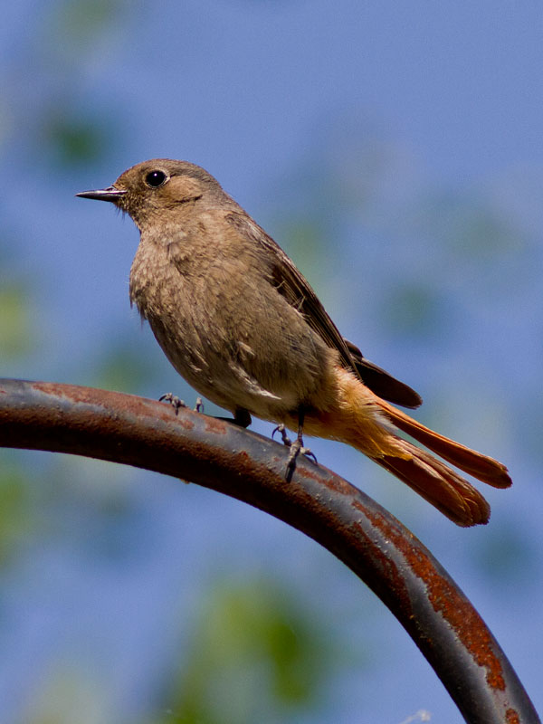 Black Redstart